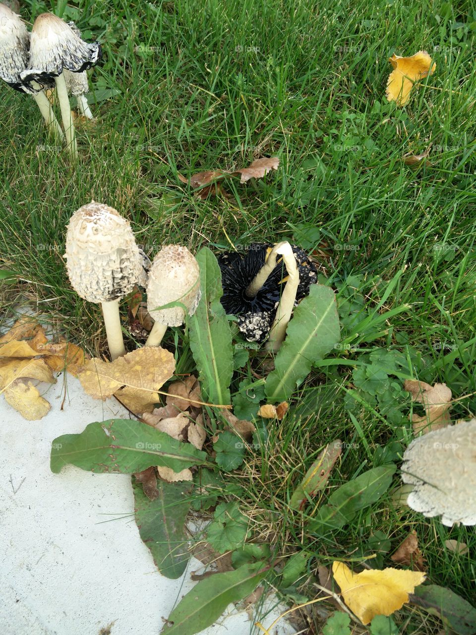Mushroom, Nature, Fungus, Grass, Season