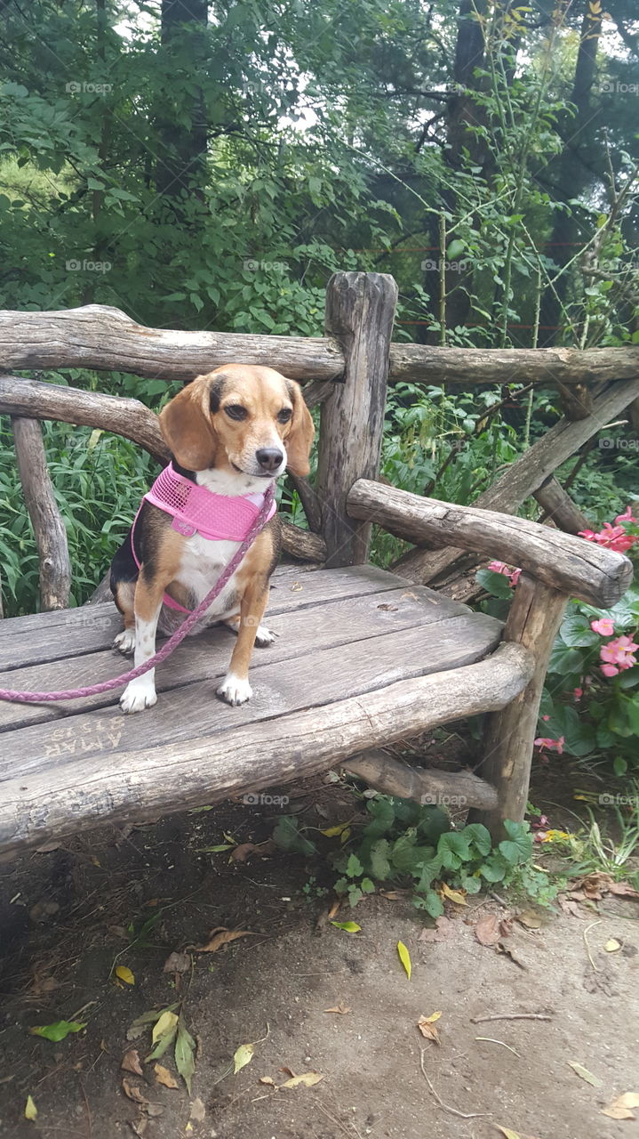 Central Park with my Rescue