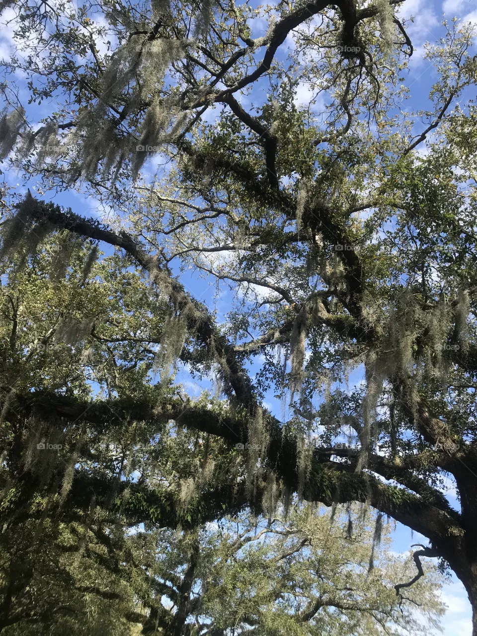 Ancestryoak.com 