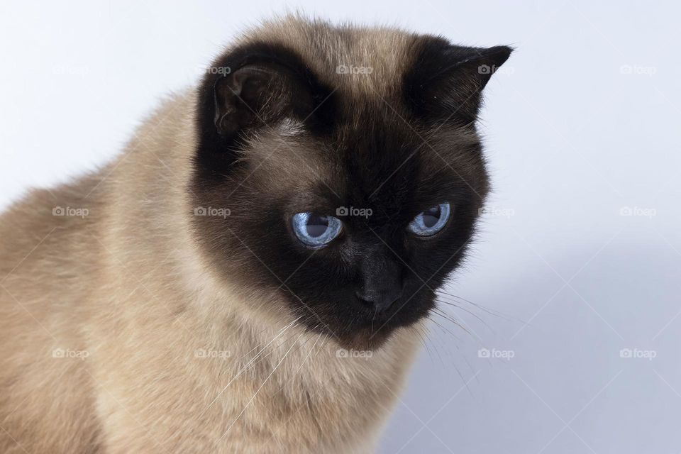 siamese cat with blue eyes