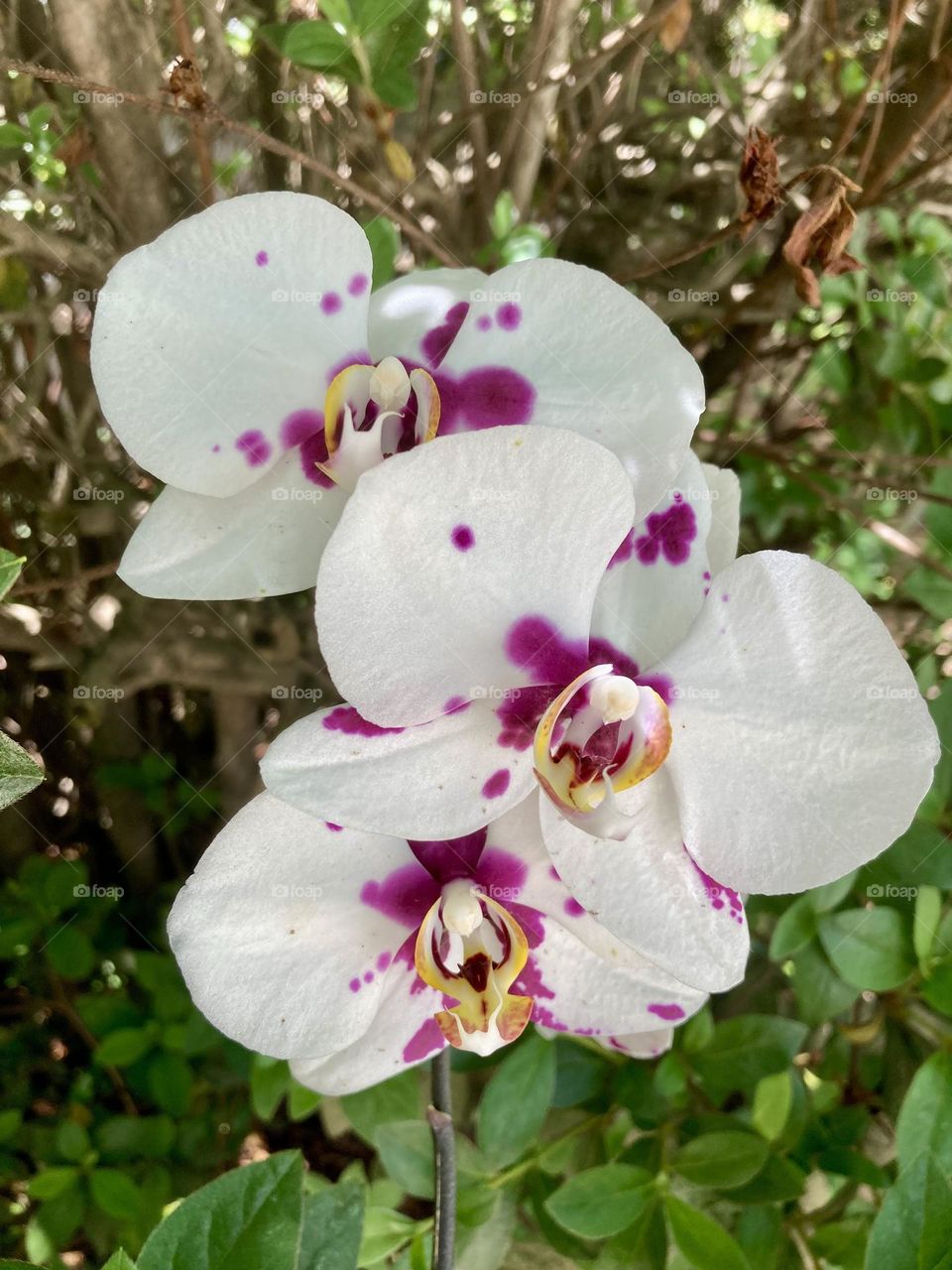 🌹 🇺🇸 Very beautiful flowers to brighten our day.  Live nature and its beauty. Did you like the delicate petals? / 🇧🇷 Flores muito bonitas para alegrar nosso dia. Viva a natureza e sua beleza. Gostaram das pétalas delicadas? 