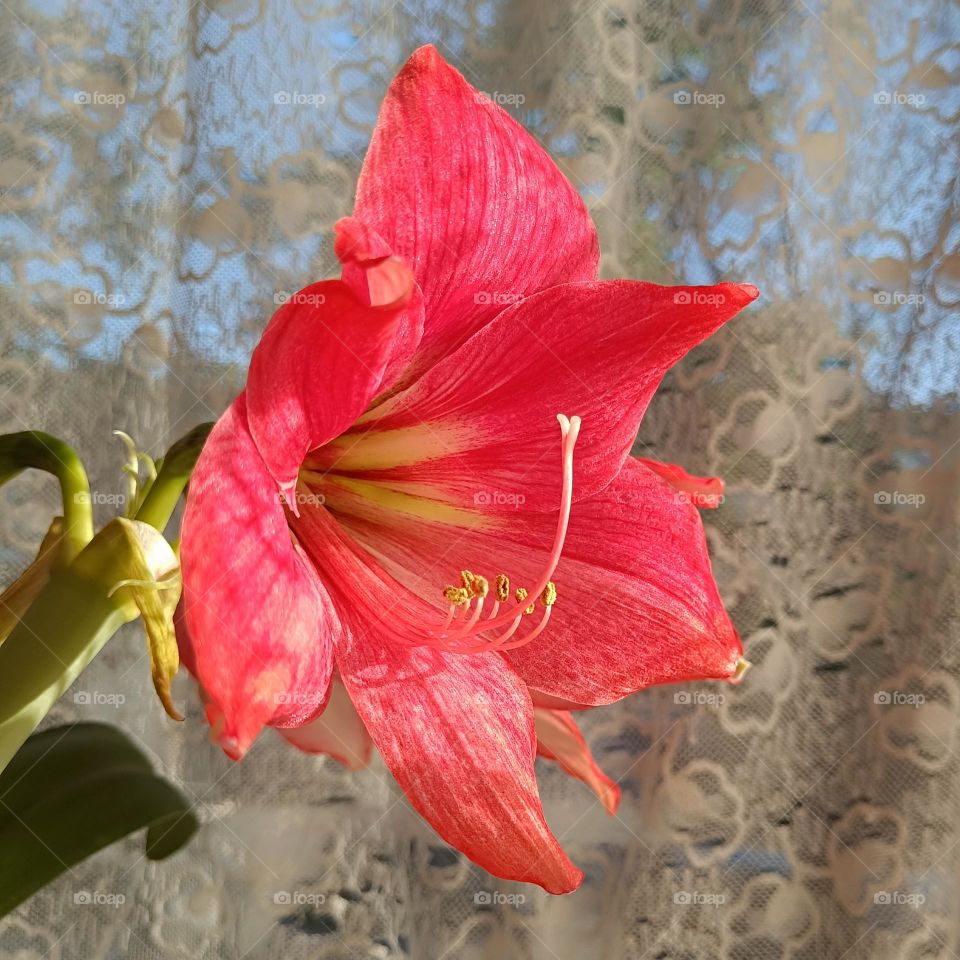 Pink amaryllis in the morning sun