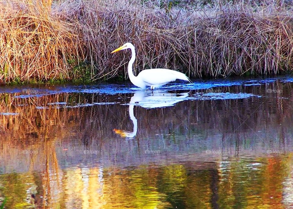 Egret reflection