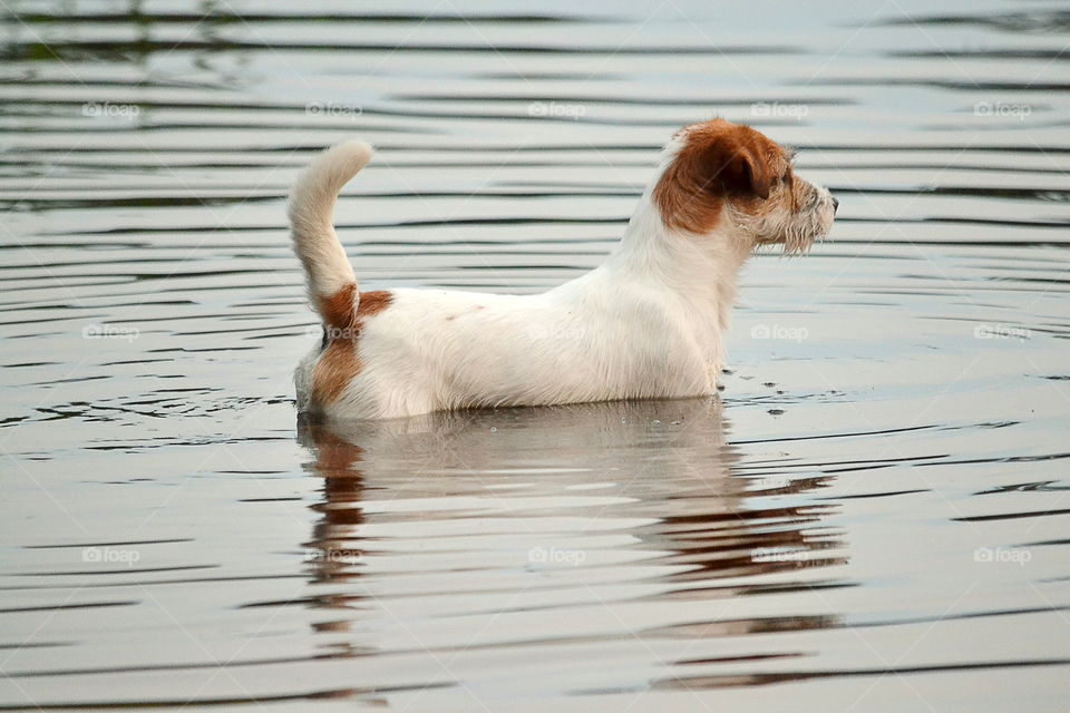 Dog standing in the water