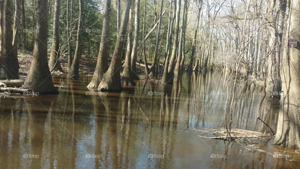 Nature, Wood, Water, Tree, Landscape