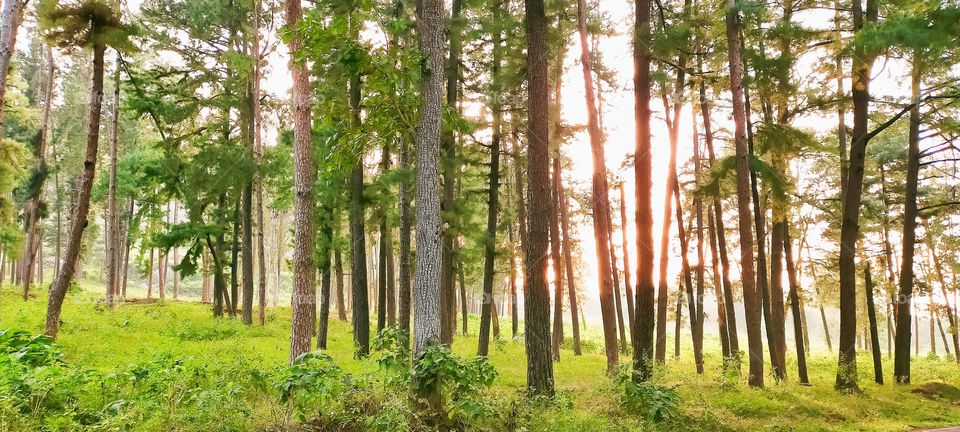 Pine Forest before sun setting is aesthetic.