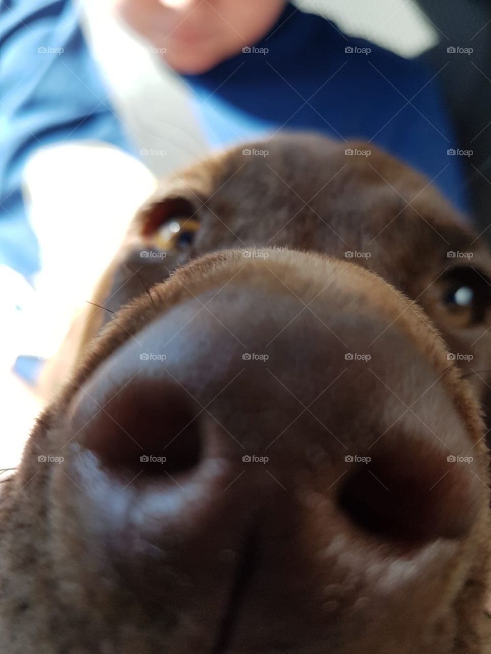 A curious puppy giving us a photo!