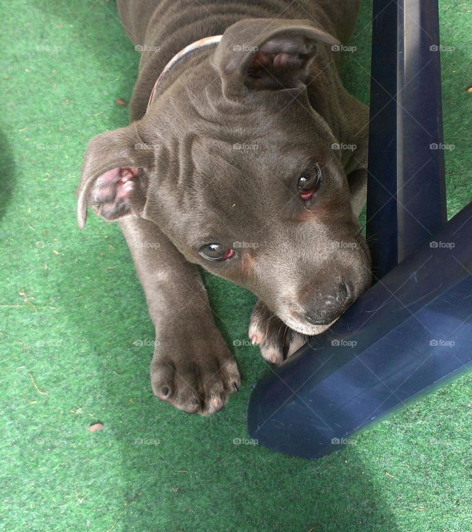 a cute young blue line Staffordshire Bullerrier  / American Staffordshire Terrier/ Amstaff/ Pitbull  puppy with a wonderful dog look