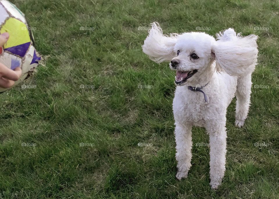 Happy and playful dog waiting for the ball to be thrown