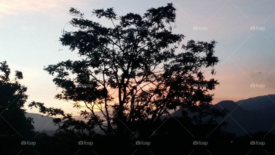 tree bright sky sunset backlit tropical summer
