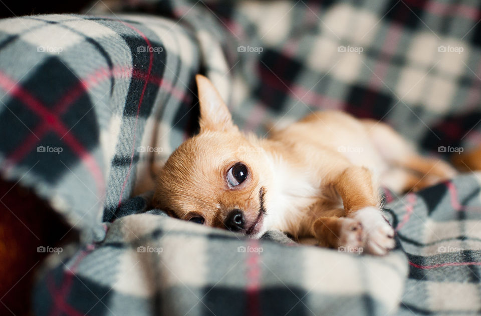 Portrait of cute chihuahua puppy relaxing on blanket