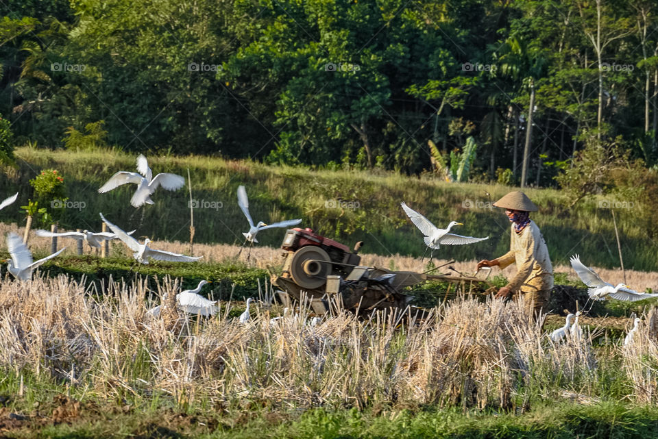 Rice field hijackers and birds.