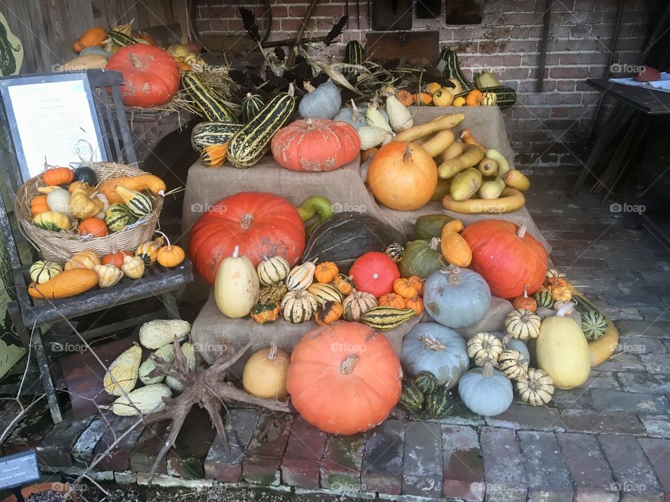 Autumn gourds from the Kitchen Garden, Painshill, Surrey, England