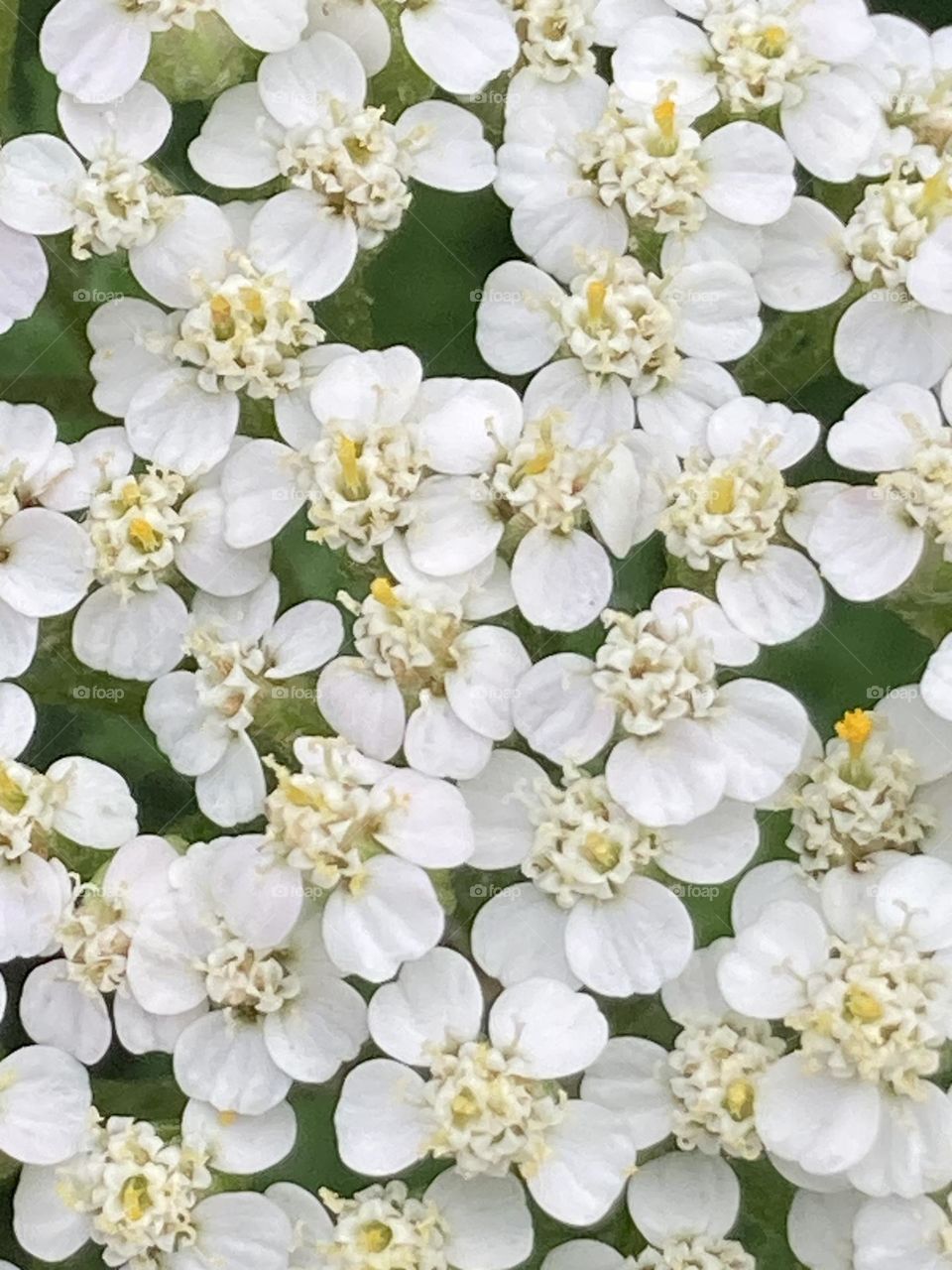 Imagem de flores naturais bem pequenas. Flores delicadas sobre um fundo de folhas verdes.