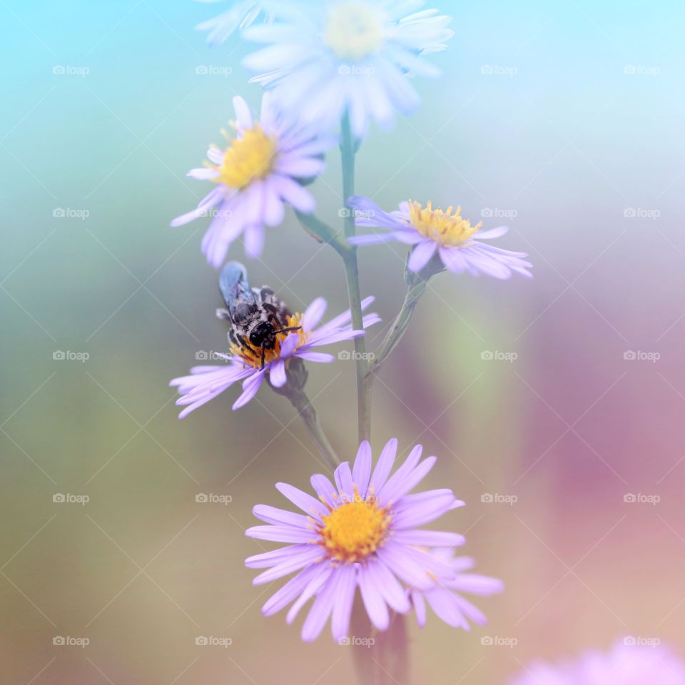 bee