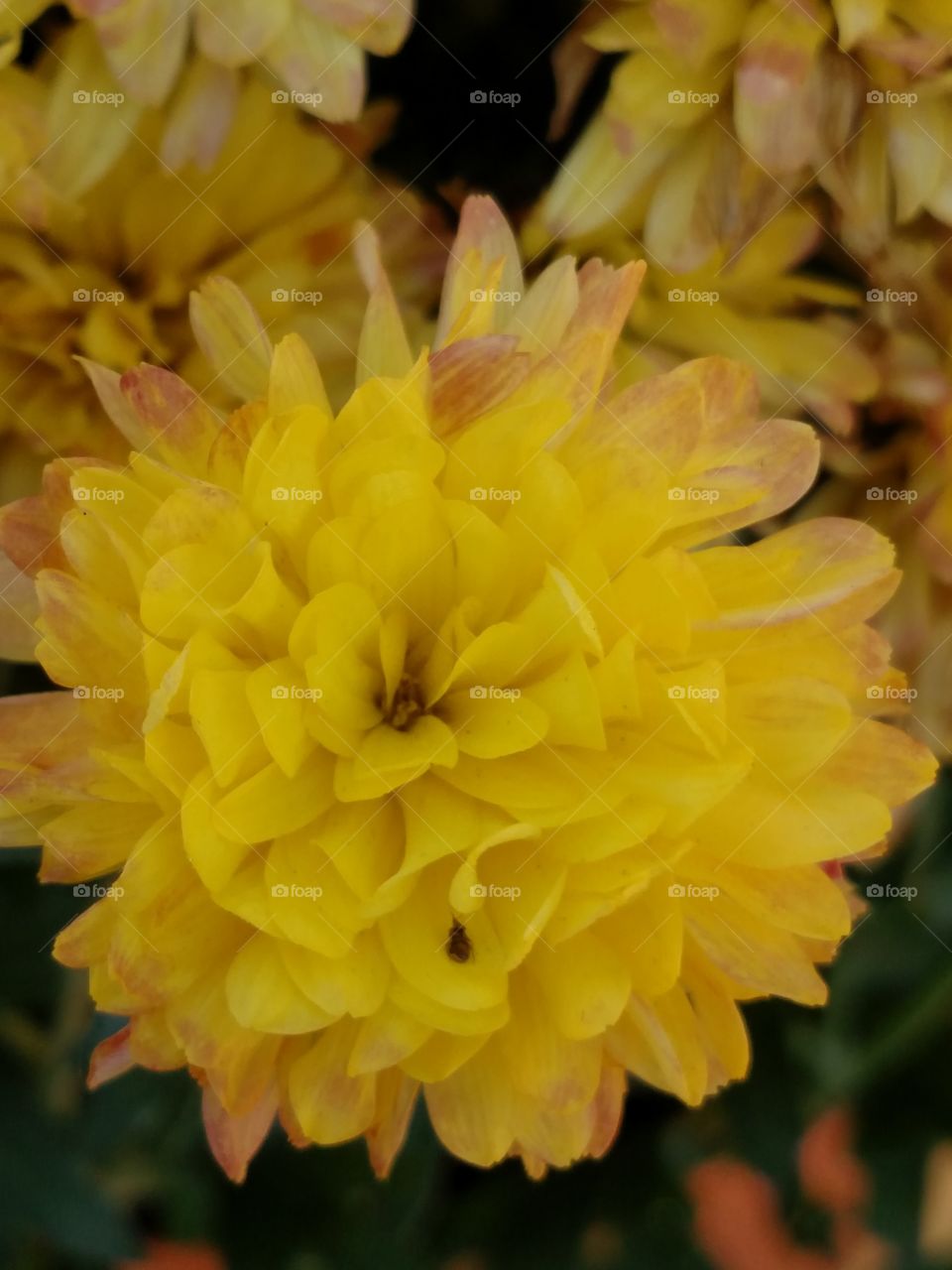 mini yellow mum