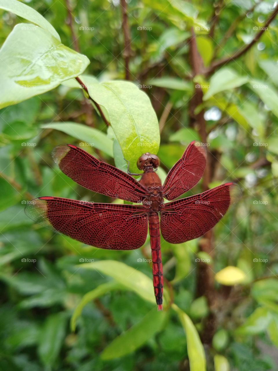 Red dragonfly