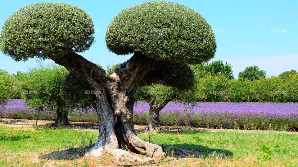 Lavender tree