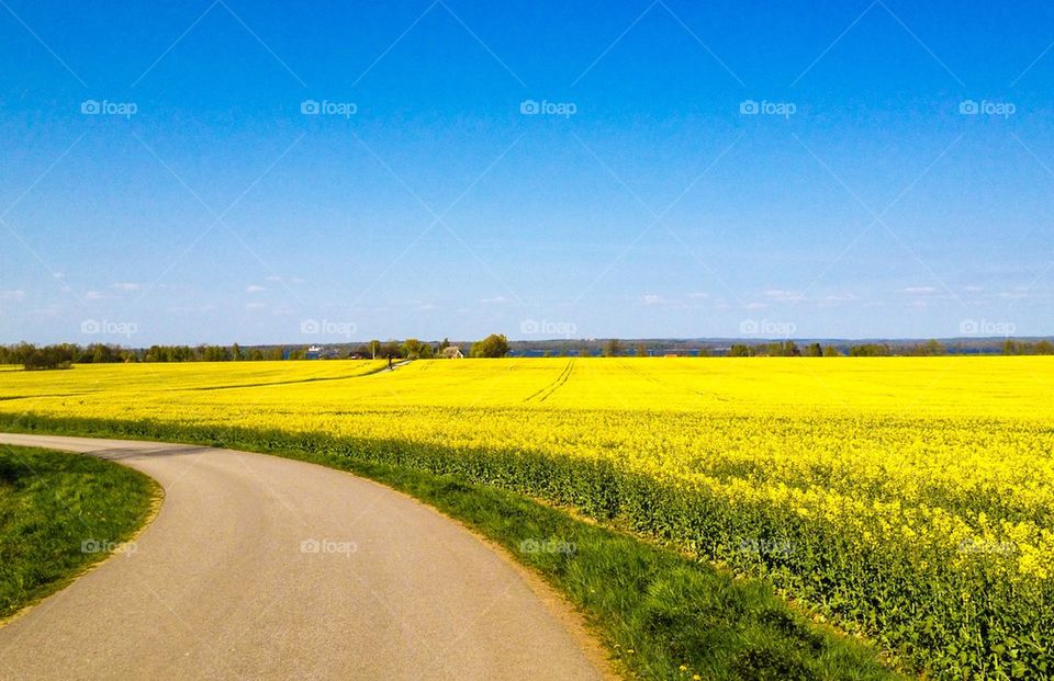 Yellow field