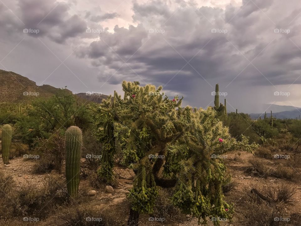 Desert Landscape - Cactus 