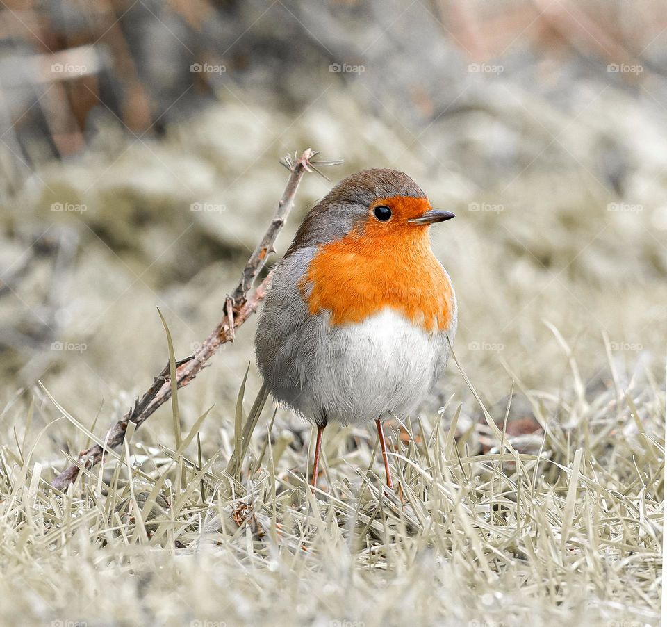Orange Chested Bird Stands In Grass