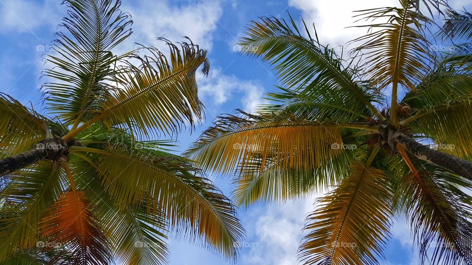 Loving Palms. Maracas Beach, Trinidad and Tobago.