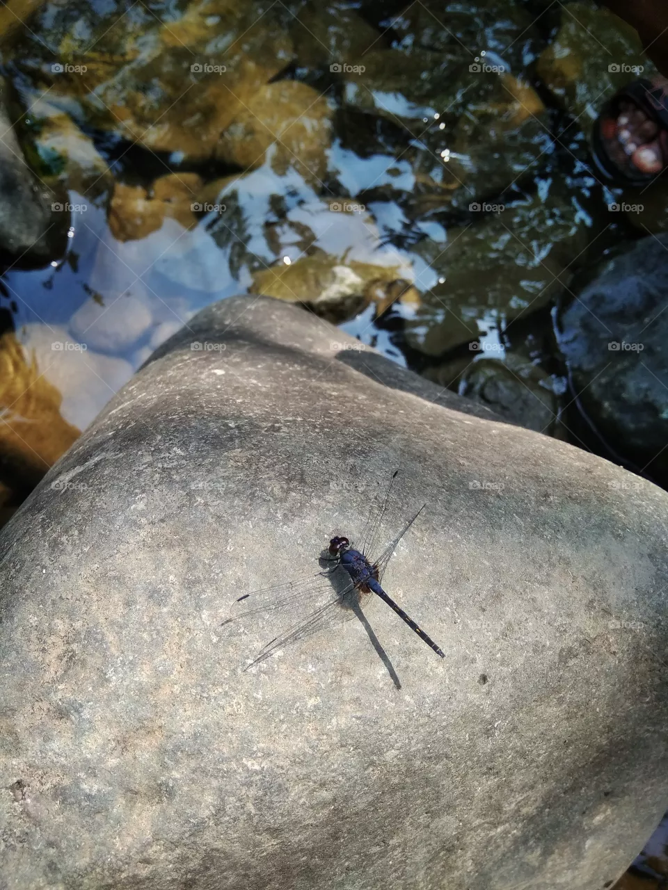insect