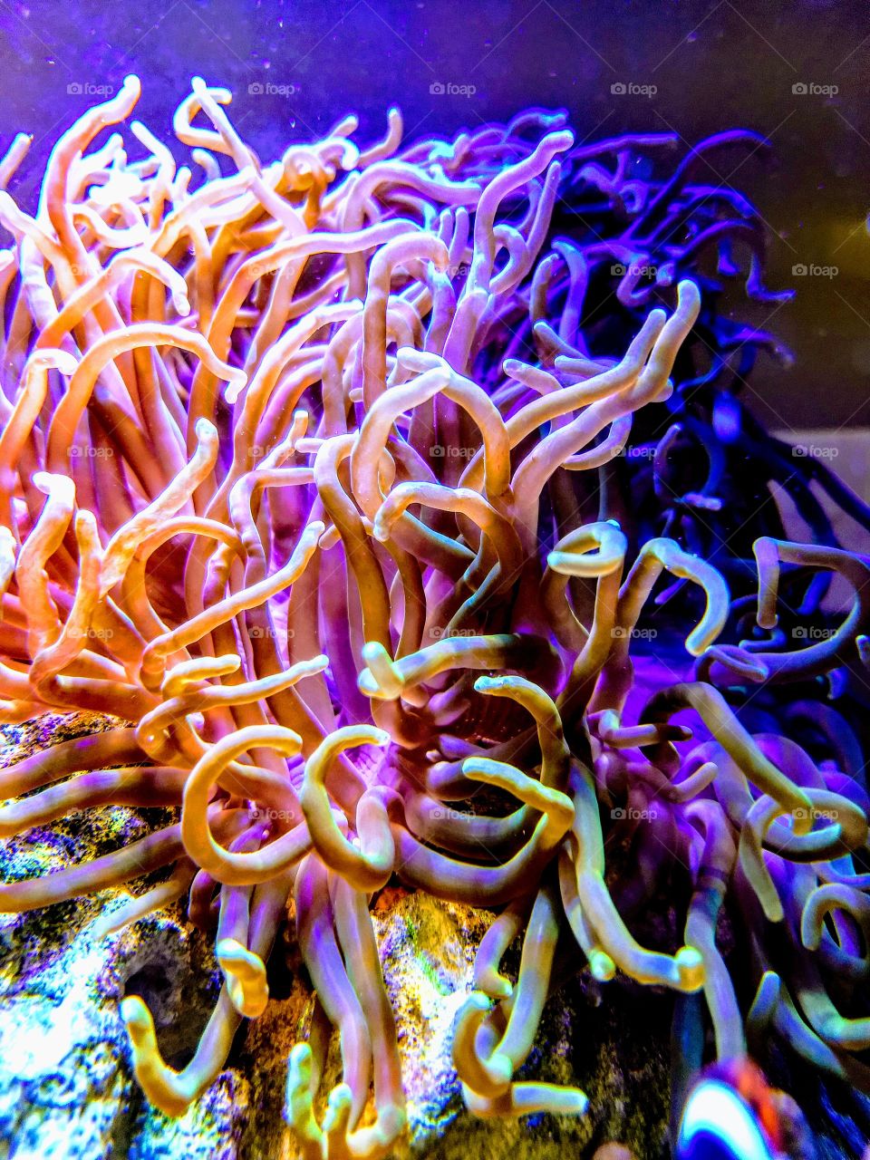 anemone, living flower, long tentacle