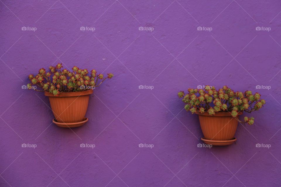 Flower pots on purple wall in italy