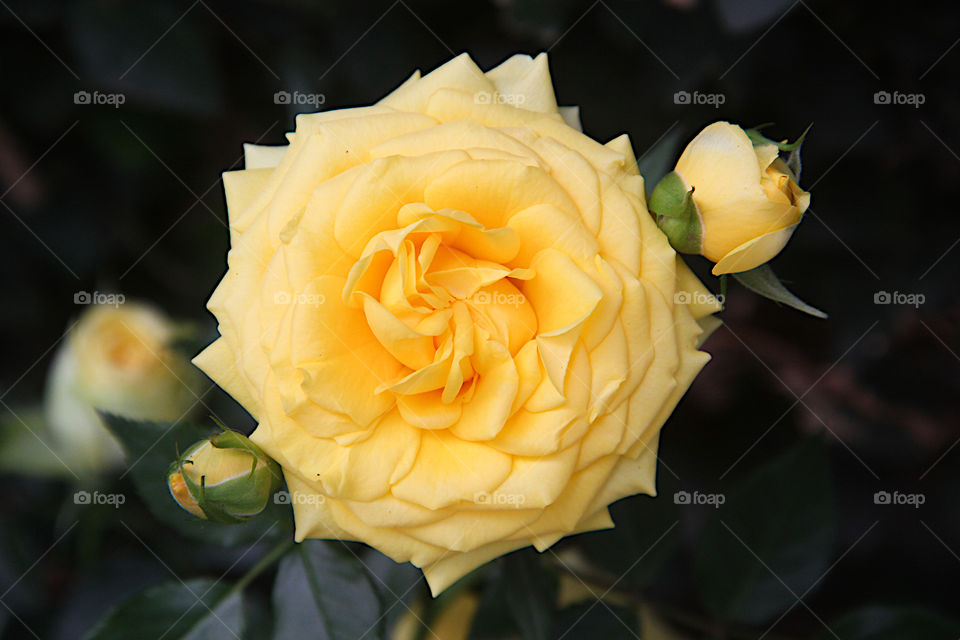 Yellow Rose