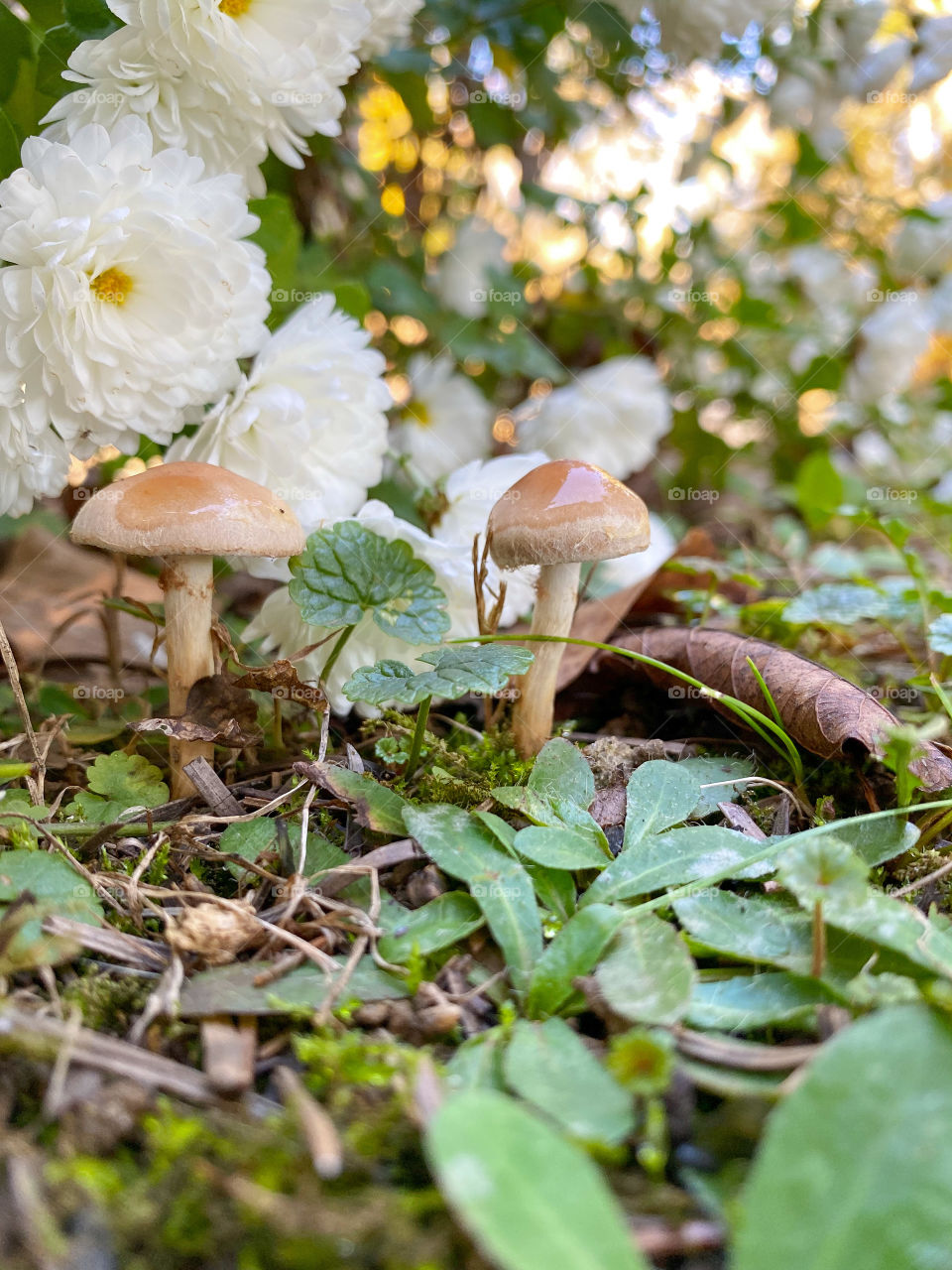 🍄💛📸🥰