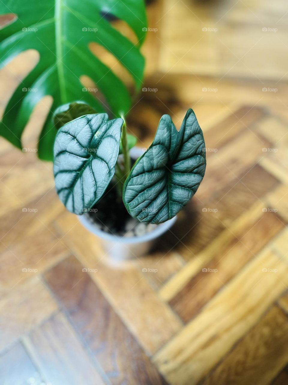 Tiny alocasia plant in a plastic pot 
