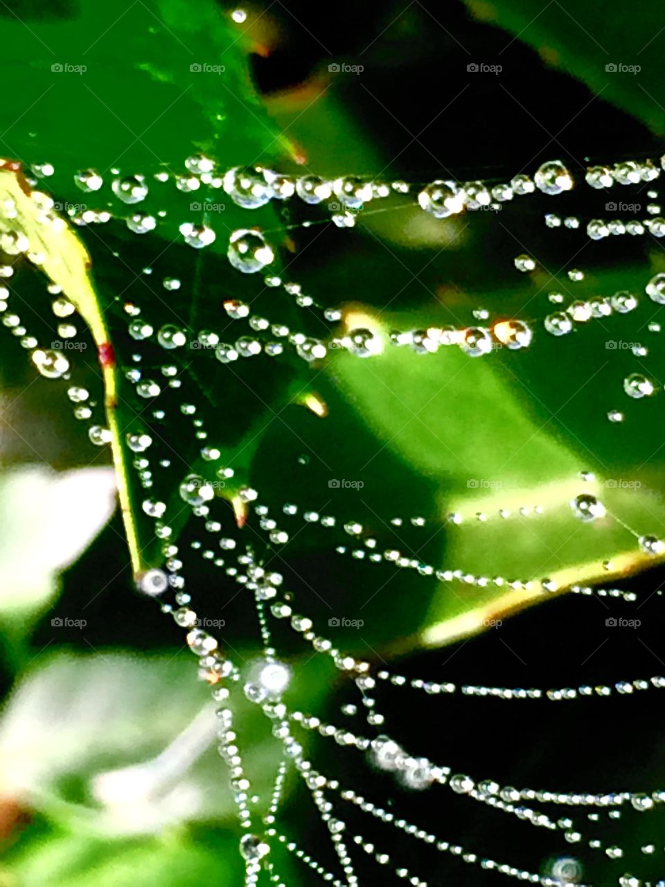 dew