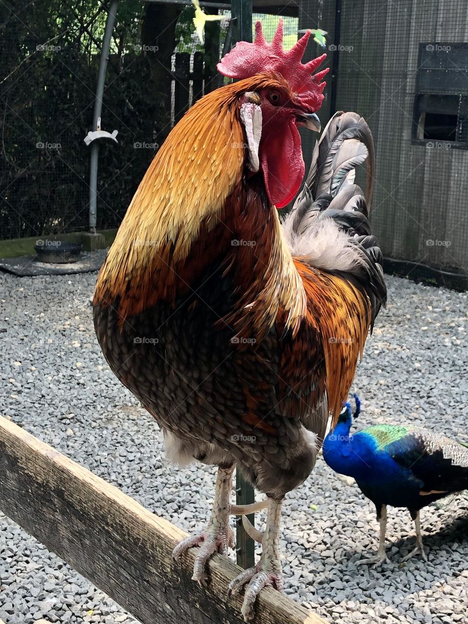 🐔 rooster and peacock 🦚  