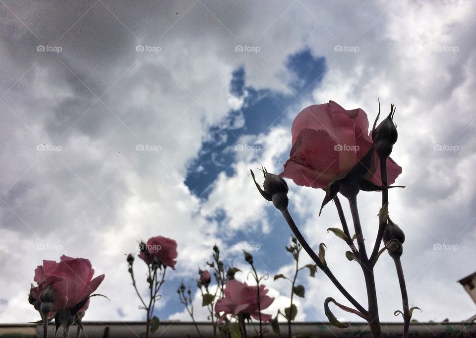 Spring roses