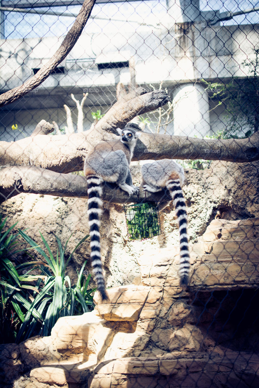 Ring Tail Lemurs Sitting on a Tree Branch at Chattanooga Aquarium 