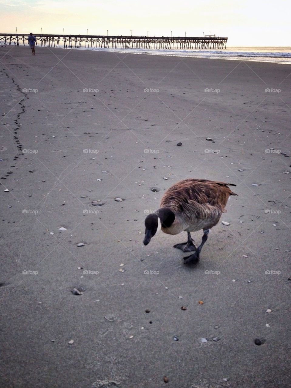 Beg pardon sir, do you have any food?