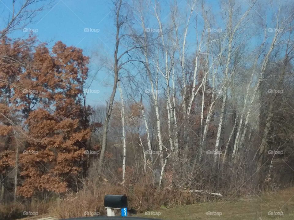 birch tall maple sky fall