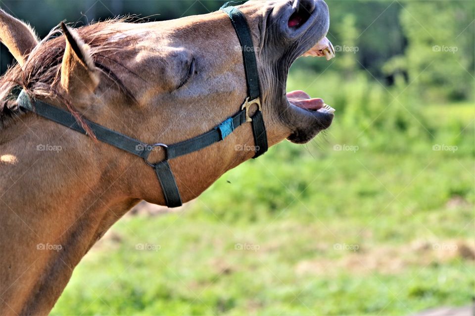 Horse Yawning 