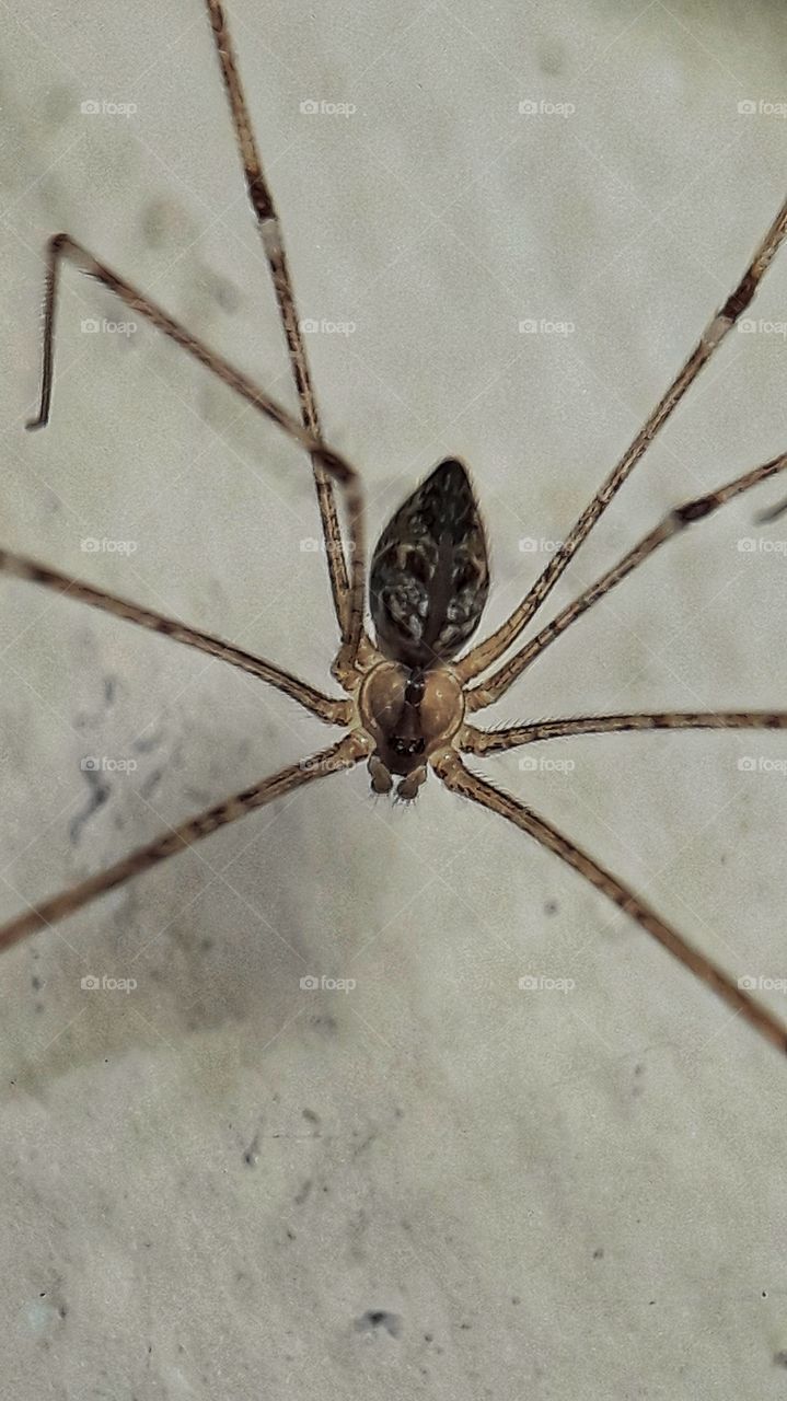 Spider on close up