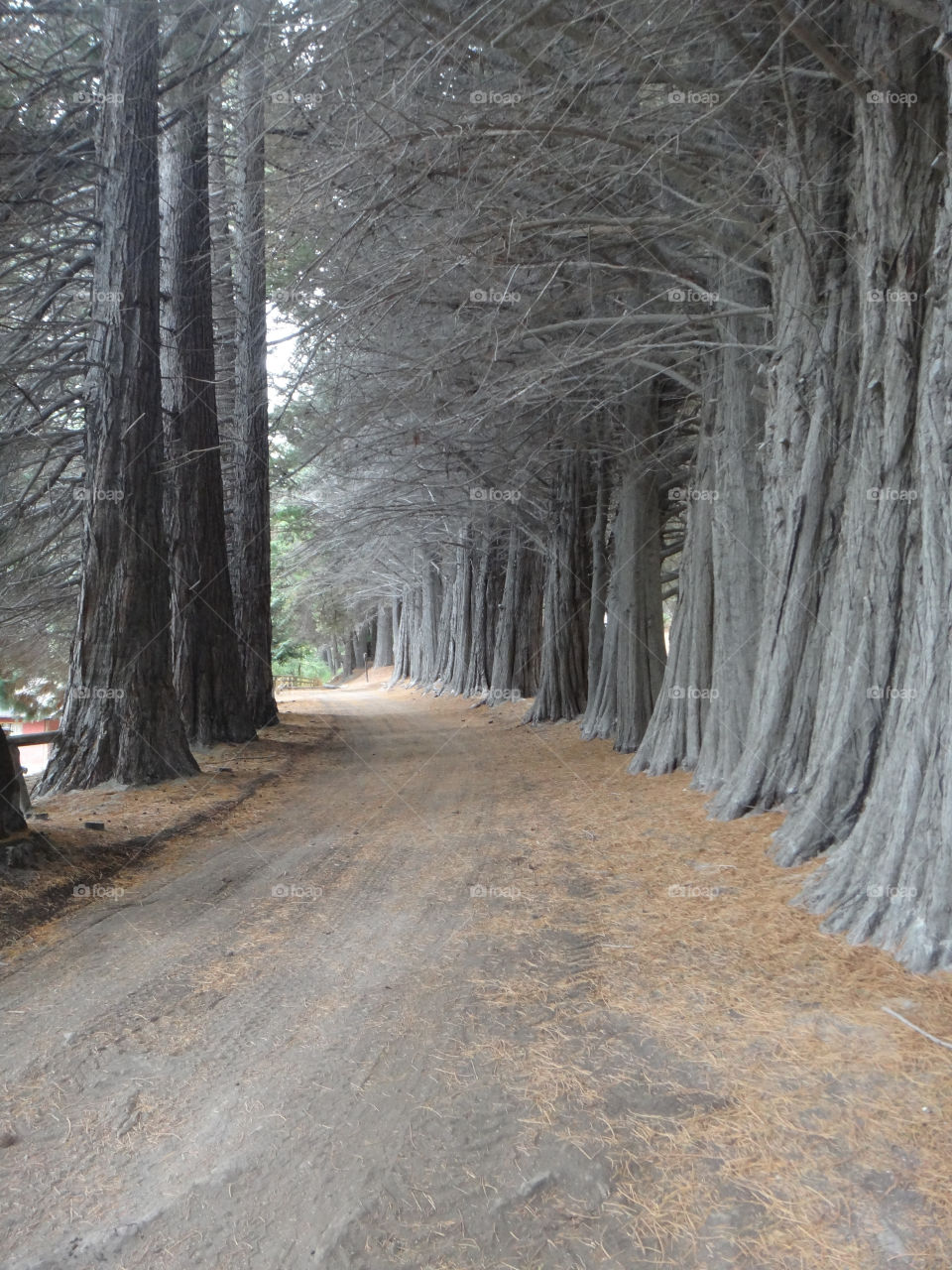 grey dirt road quite tall tree by richsanta