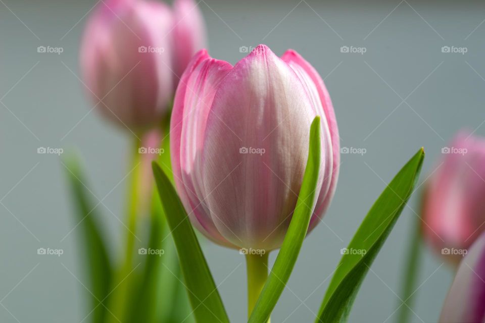 close up of tulips