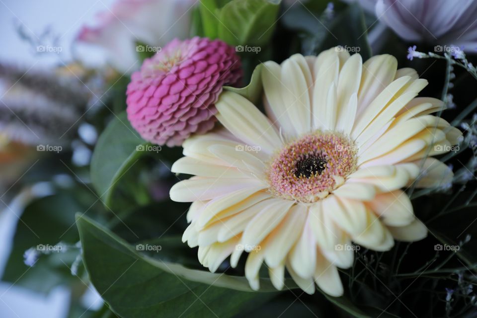 Yellow Chrysanthemum