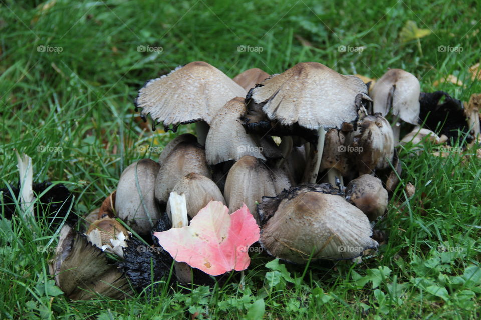 Mushrooms growing on grassy field