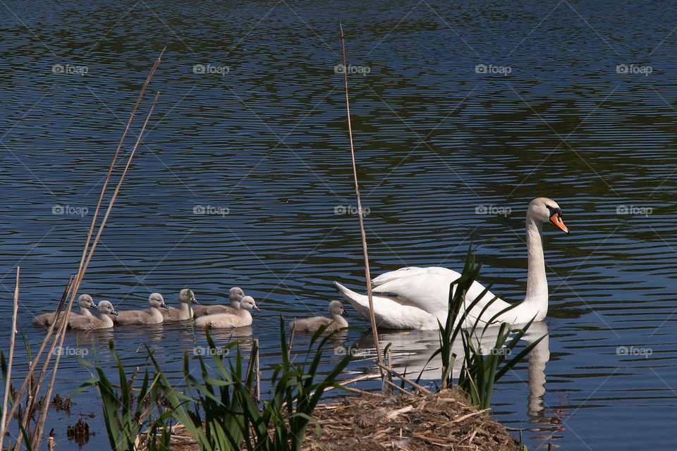 taastrup swan swans leak by frydendal