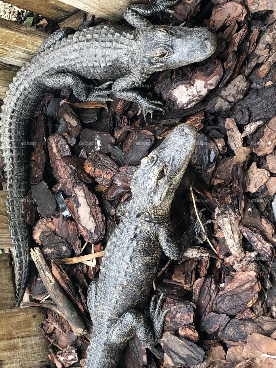 Gators working from home 