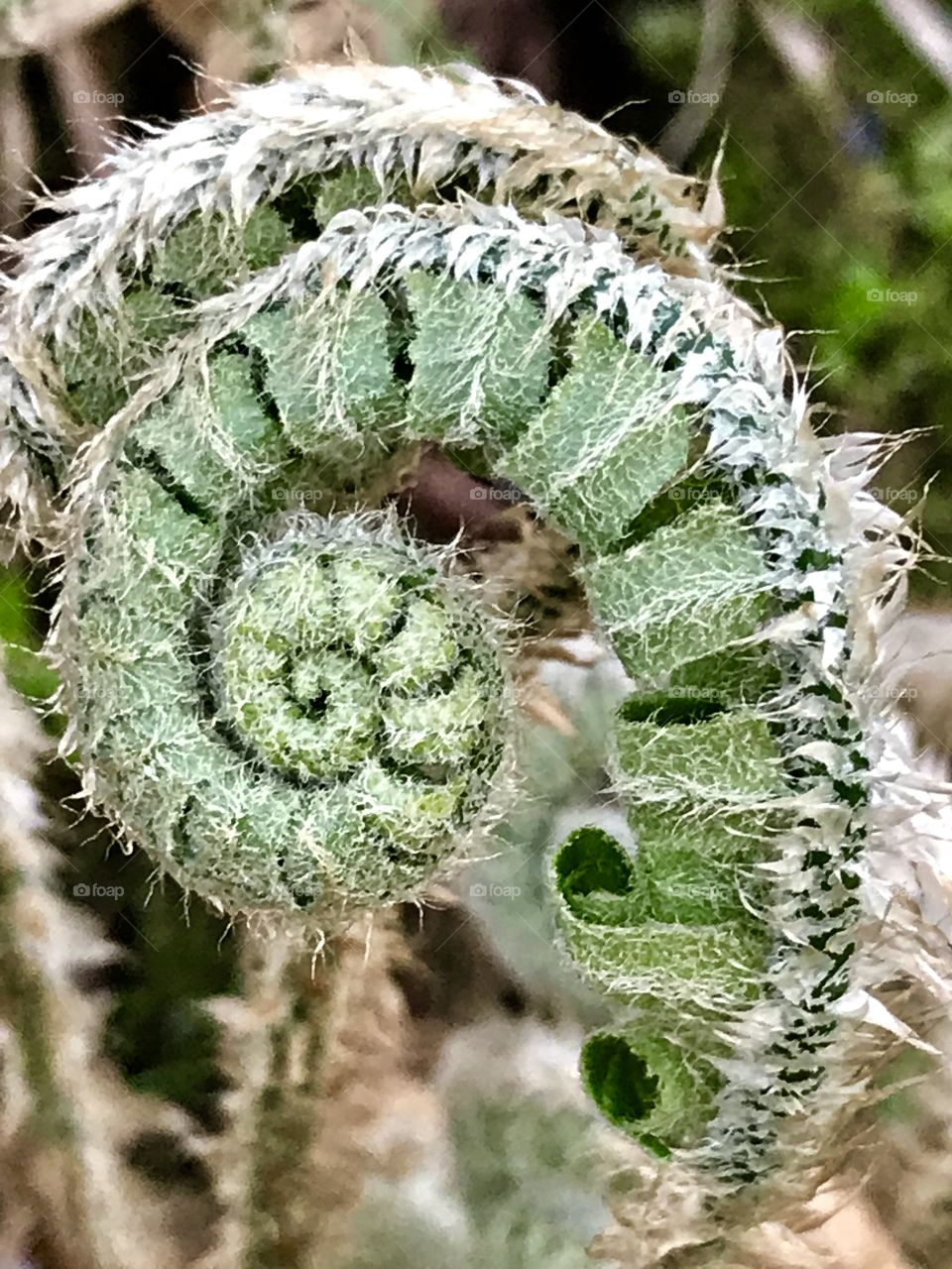 Baby “Corral” Fern