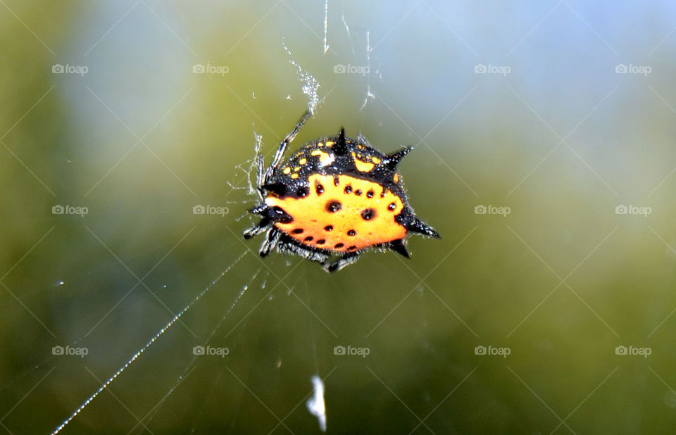 Spider close up of a spiny orb weaver