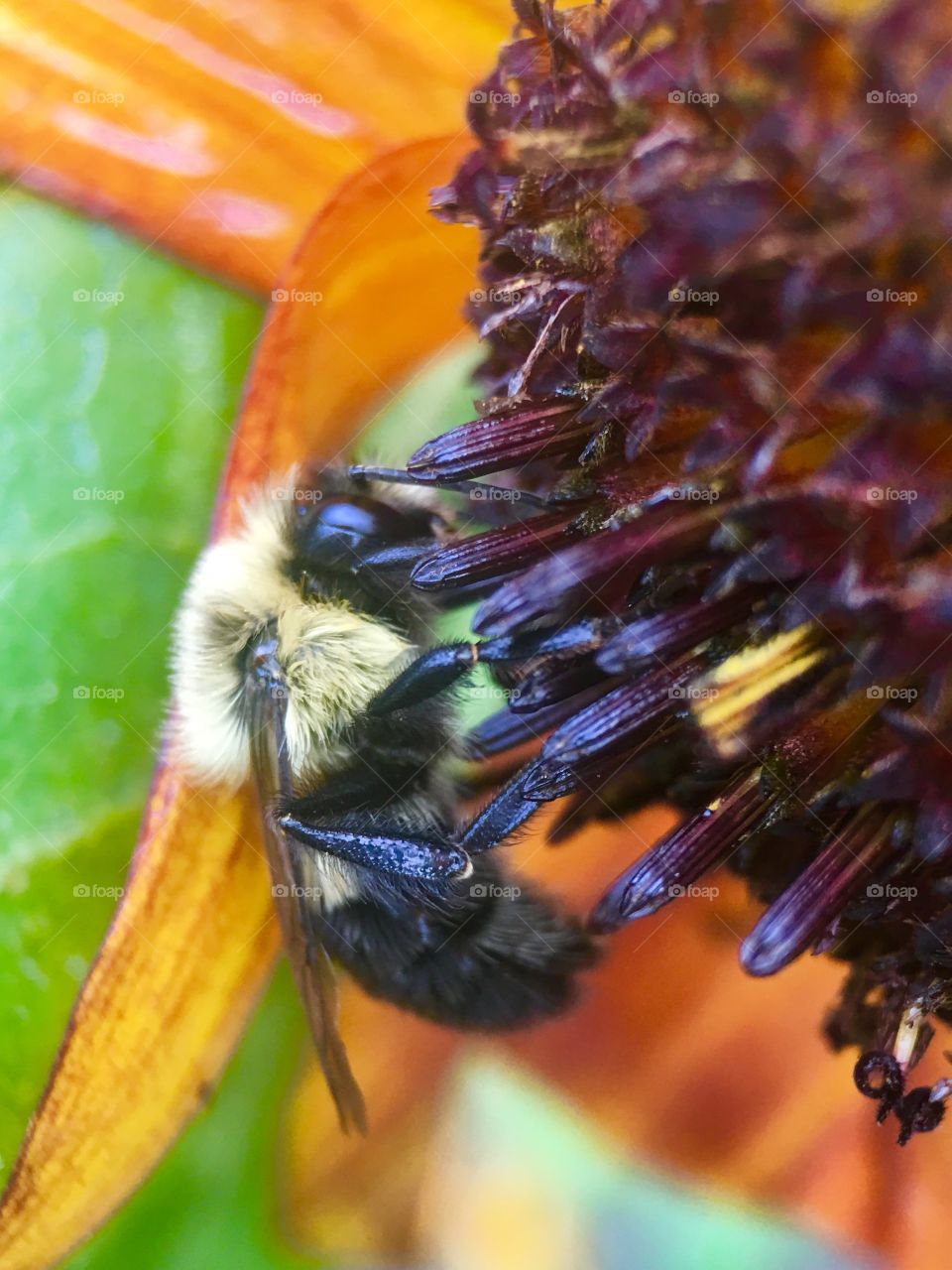 Bee in search of pollen