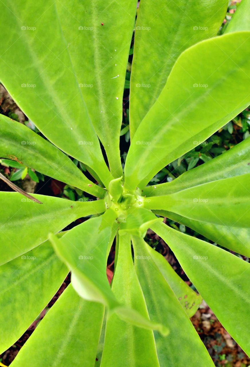green leaf